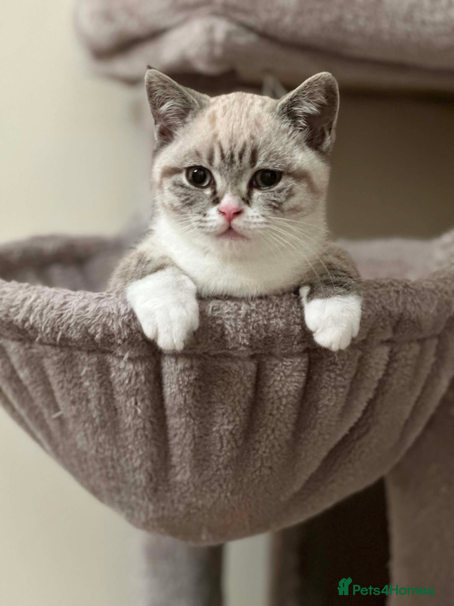 British Shorthair cats 🌸 British Shorthair Female Kitten – 3 Months Old  - Advert 2