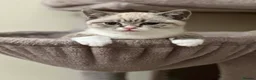 British Shorthair cats for sale: 🌸 British Shorthair Female Kitten – 3 Months Old  in Reading - Advert 1