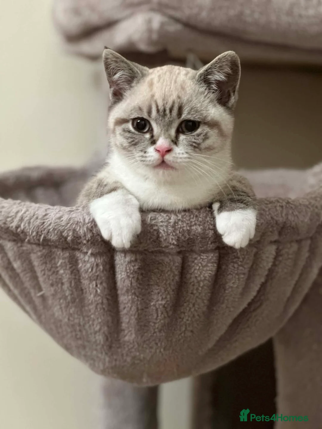 British Shorthair cats for sale: 🌸 British Shorthair Female Kitten – 3 Months Old  in Reading - Advert 1