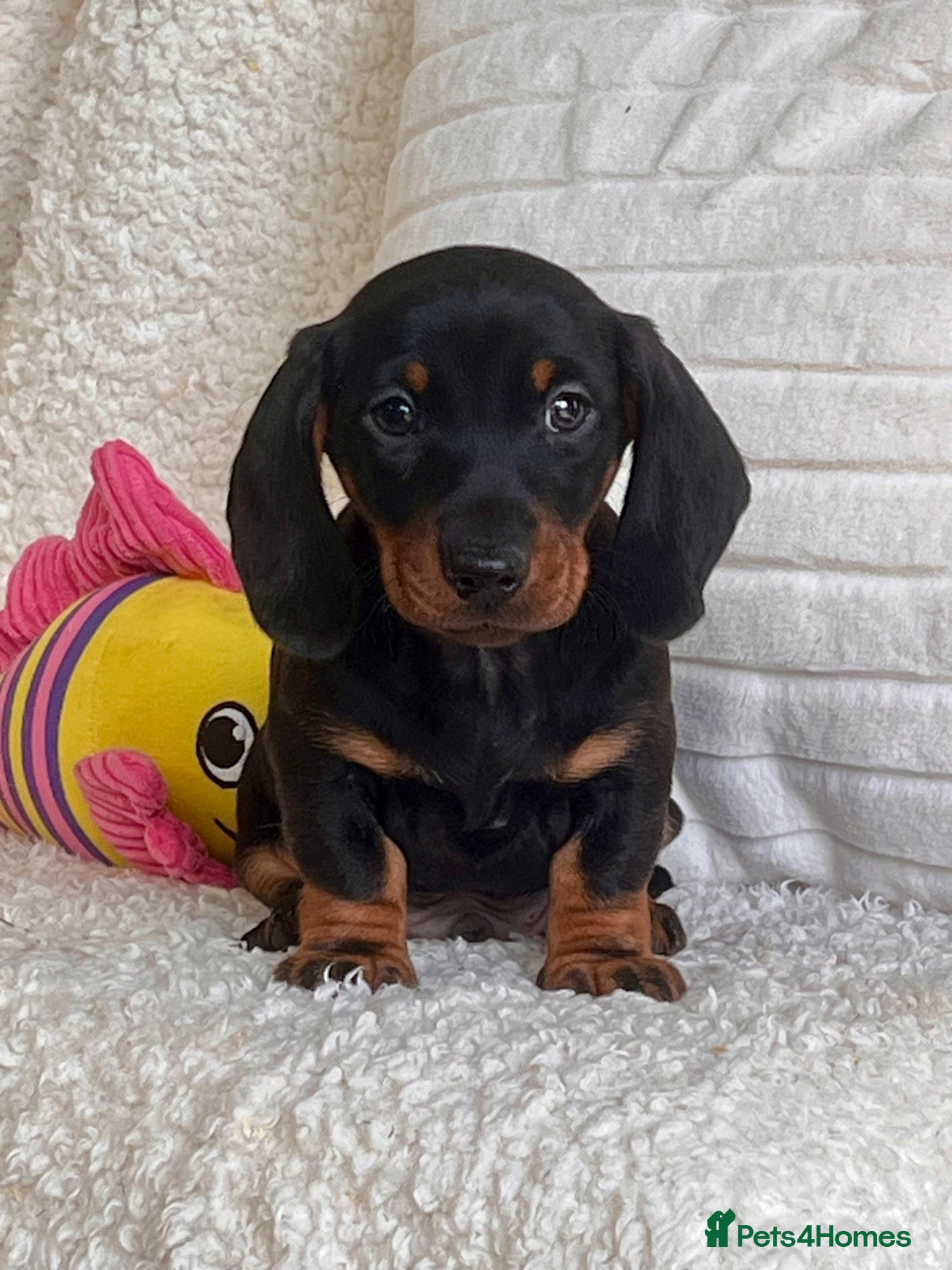 Dachshund dogs Gorgeous miniature dachshund puppy  - Advert 2