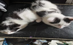Mixed Breed cats for sale: 9 weeks old kittens for sale  - Image 14