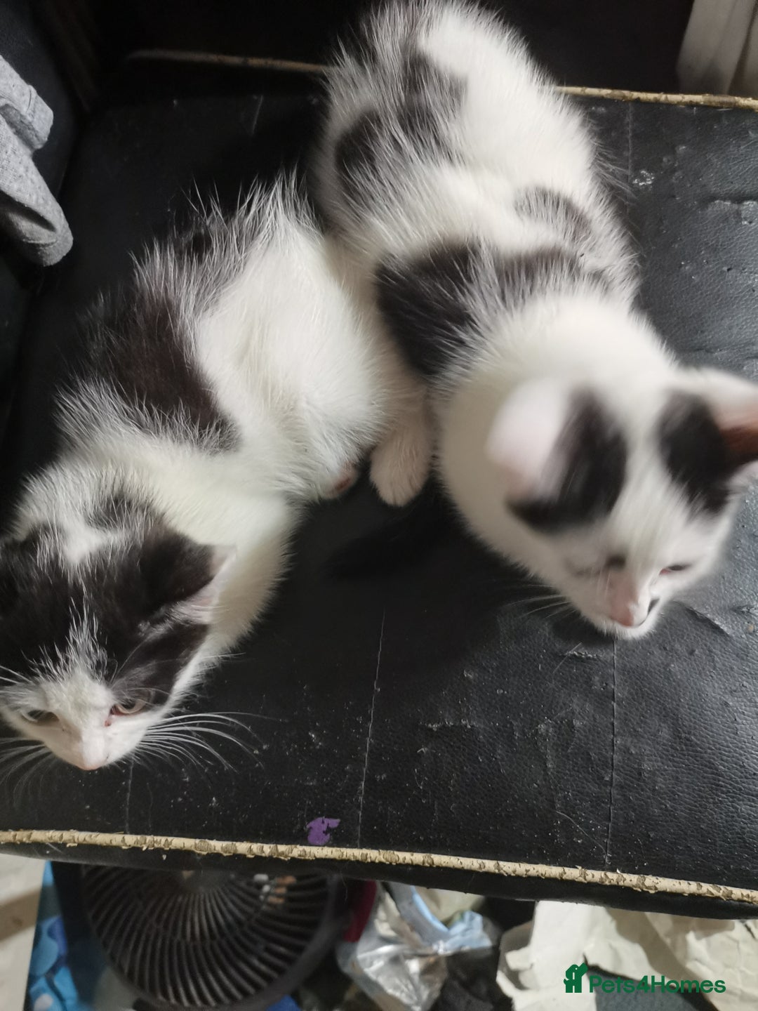 Mixed Breed cats for sale: 9 weeks old kittens for sale  - Image 14