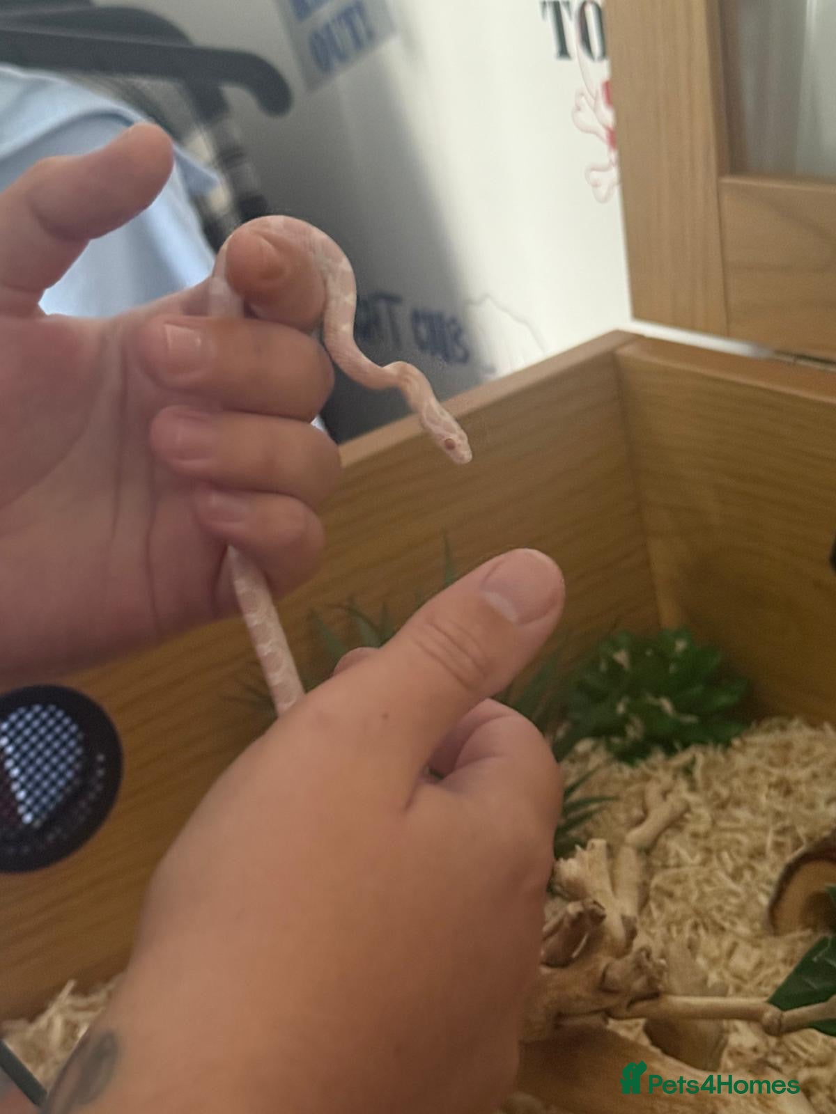 Corn Snake reptiles 7 month old Corn Snake  - Advert 1