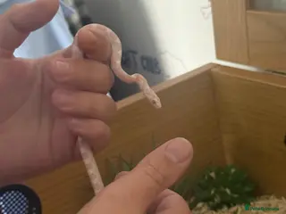 Corn Snake reptiles 7 month old Corn Snake - Advert 1