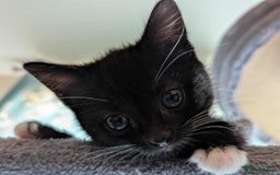 Mixed Breed cats for sale: Kitten Beau  - Image 11