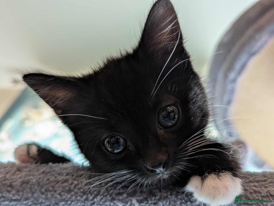 Mixed Breed cats for sale: Kitten Beau  - Image 11