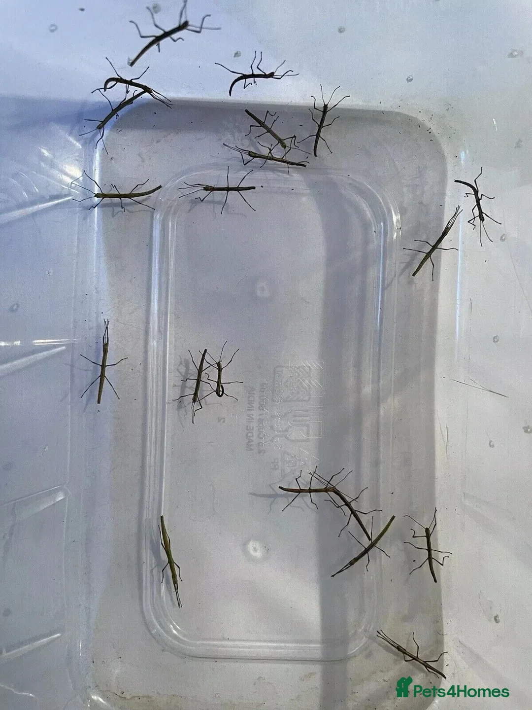 Stick Insects invertebrates for sale: Indian Stick Insects £1 each or 6 for £5 - Advert 5