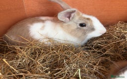 Mixed Breed rabbits for sale: 2 male rabbits with hutch - Image 8