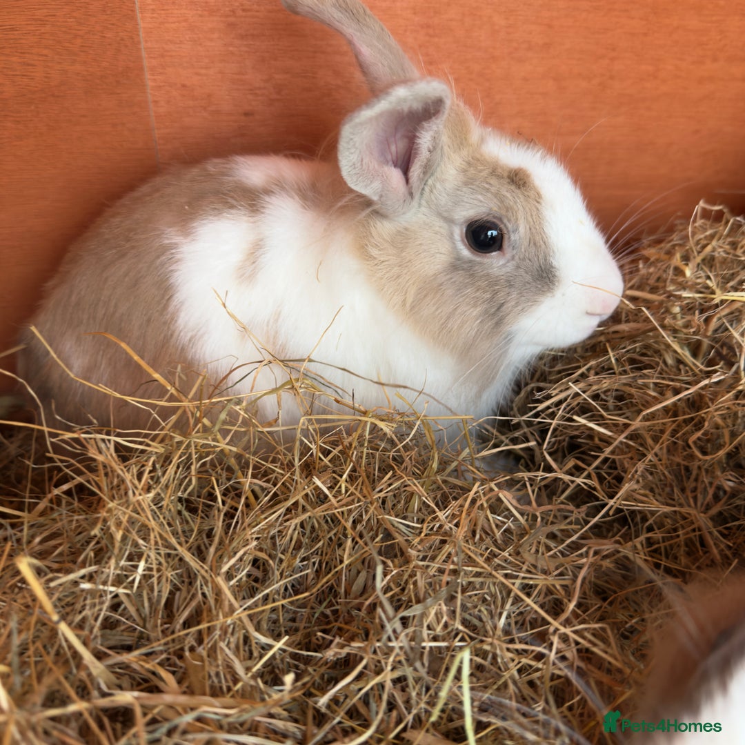 Mixed Breed rabbits for sale: 2 male rabbits with hutch - Image 8
