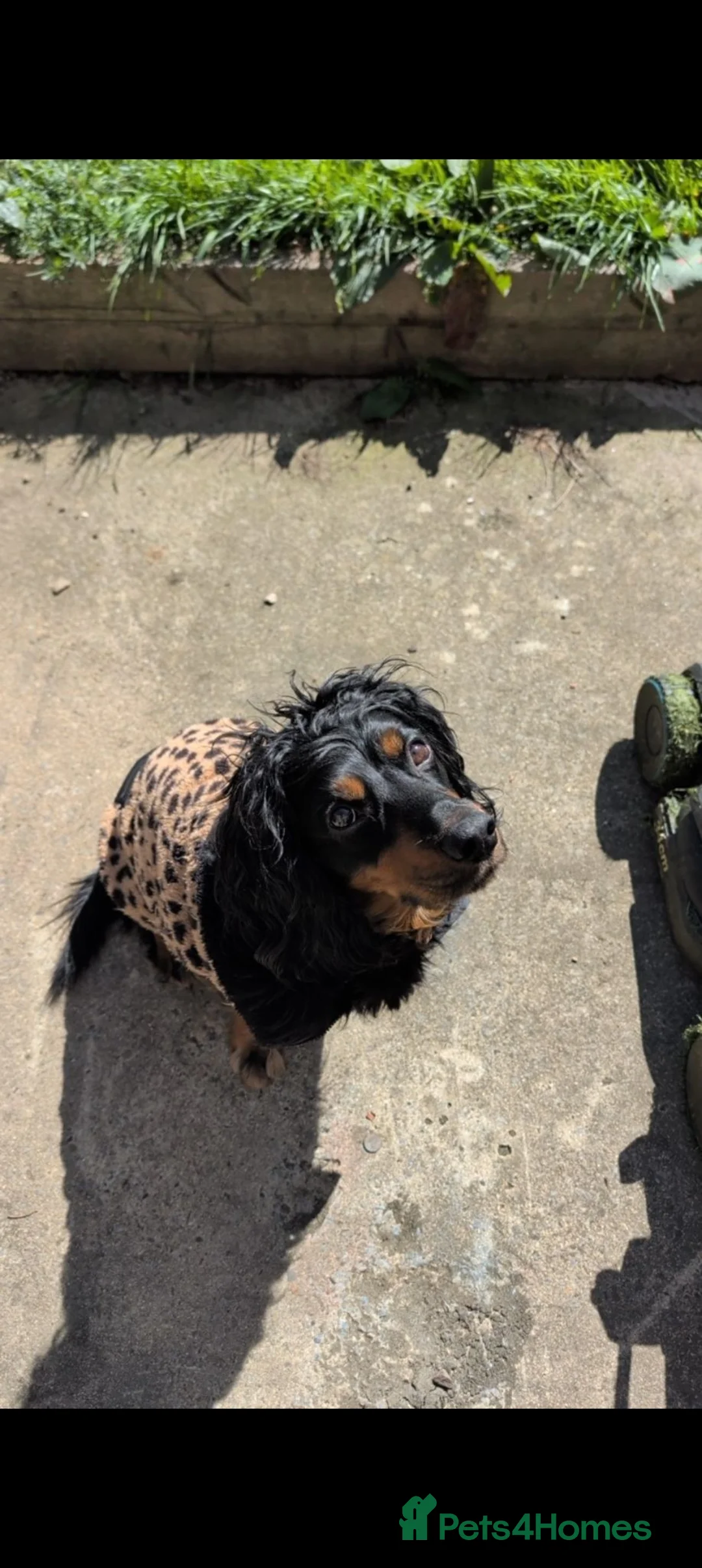 Cocker Spaniel dogs for stud: Pure Bred Tri-Colour Cocker Spaniel for Stud in Middlesbrough - Advert 2