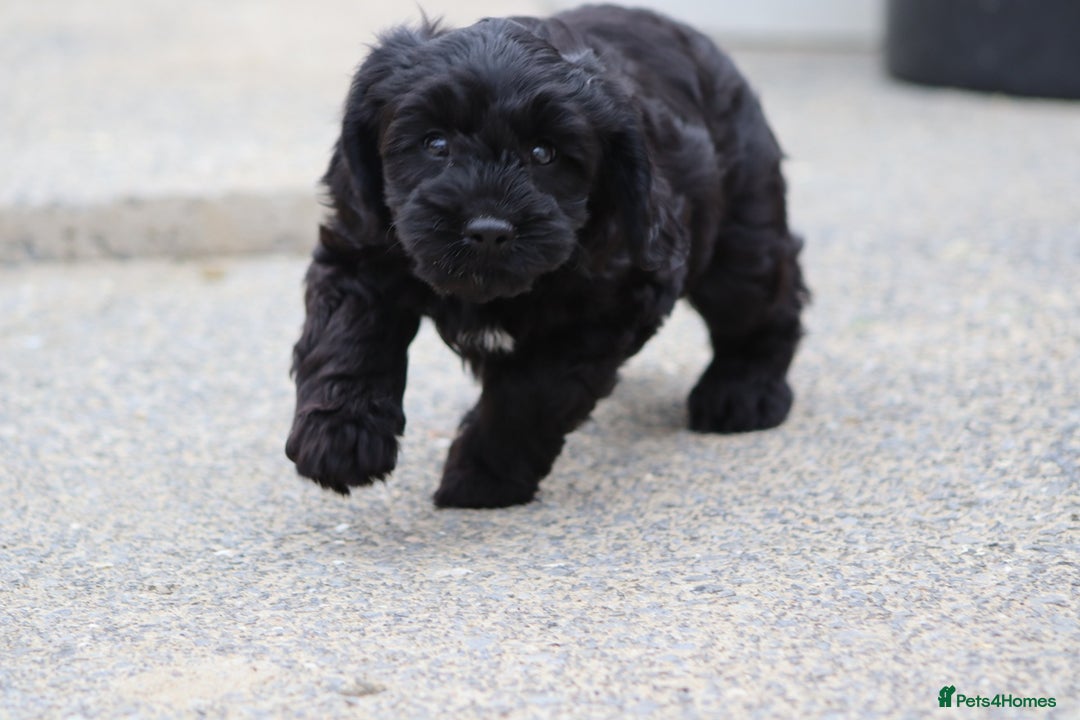 Cavapoo dogs for sale: Beautiful Cavapoo puppies for sale - Image 6