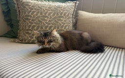 Maine Coon cats for sale: Beautiful Maine Coon X looking for a new home  - Image 6