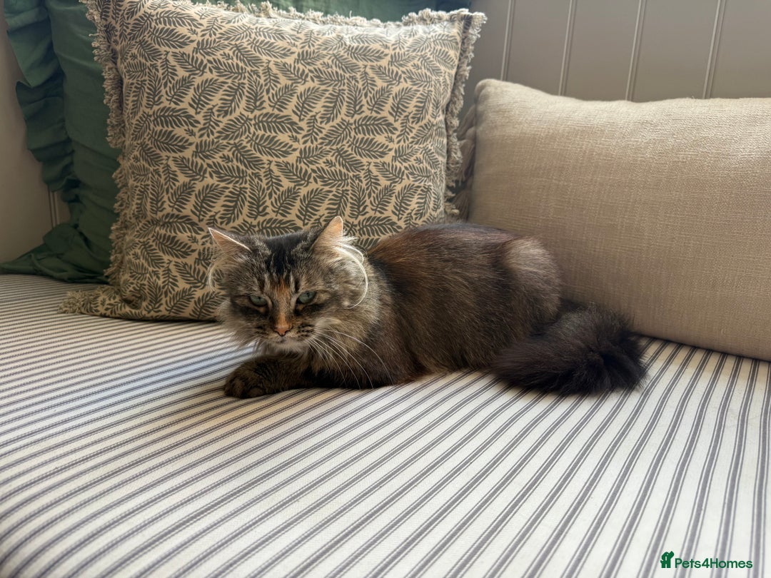 Maine Coon cats for sale: Beautiful Maine Coon X looking for a new home  - Image 6