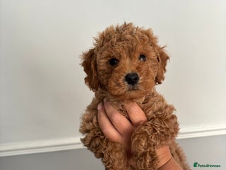 Cockapoo dogs - Advert 4