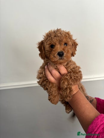 Cockapoo dogs - Advert 4