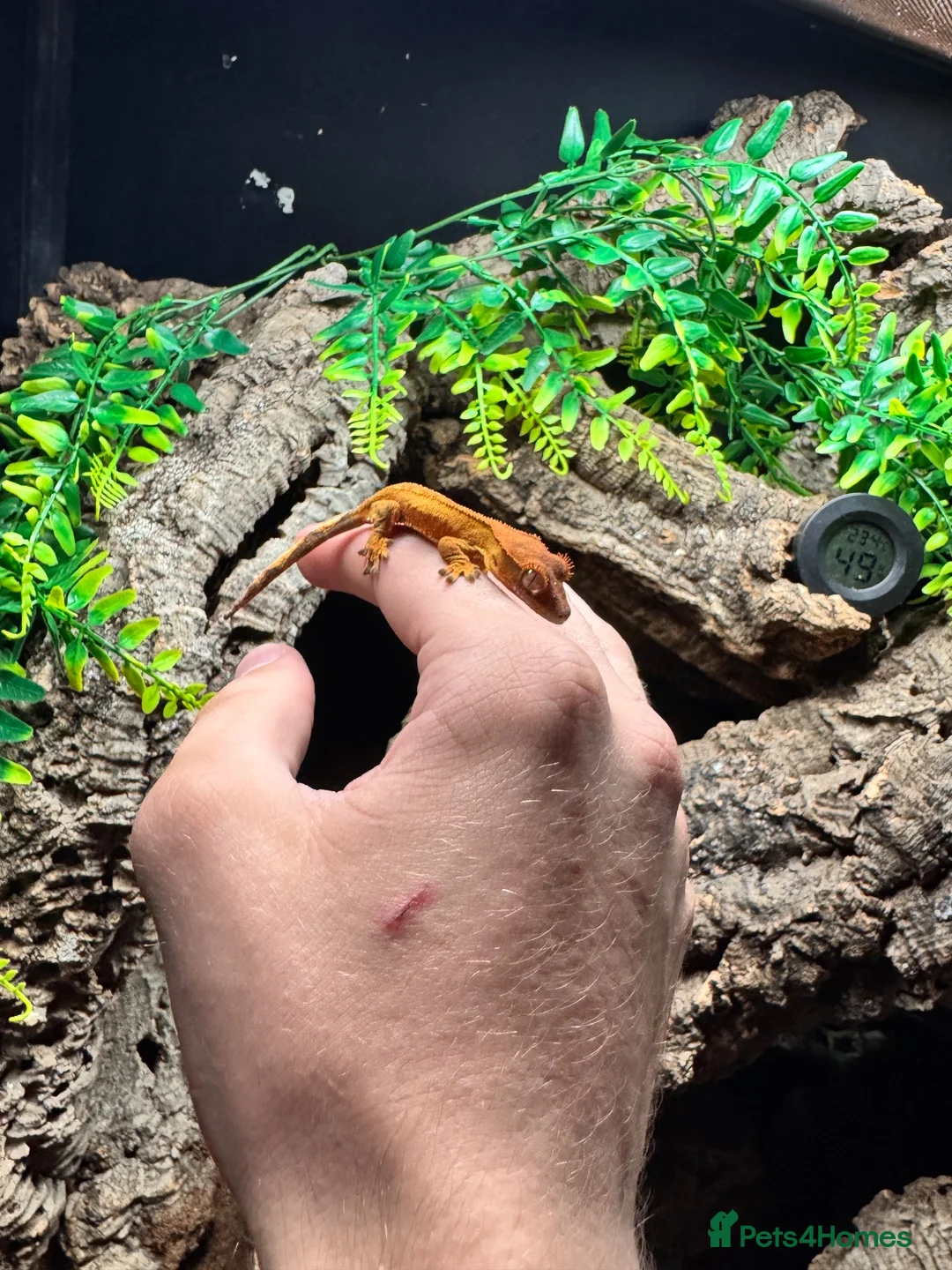 Mixed Breed reptiles for sale: Snakes and lizards for sale  - Advert 2