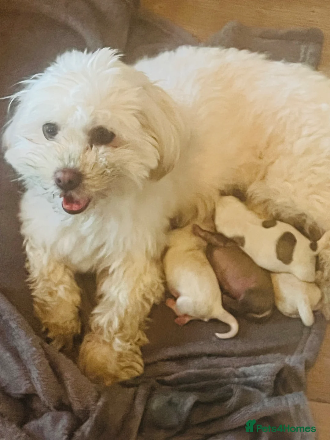 Mixed Breed dogs for sale: Beautiful 4 Puppies  in Goole - Advert 1