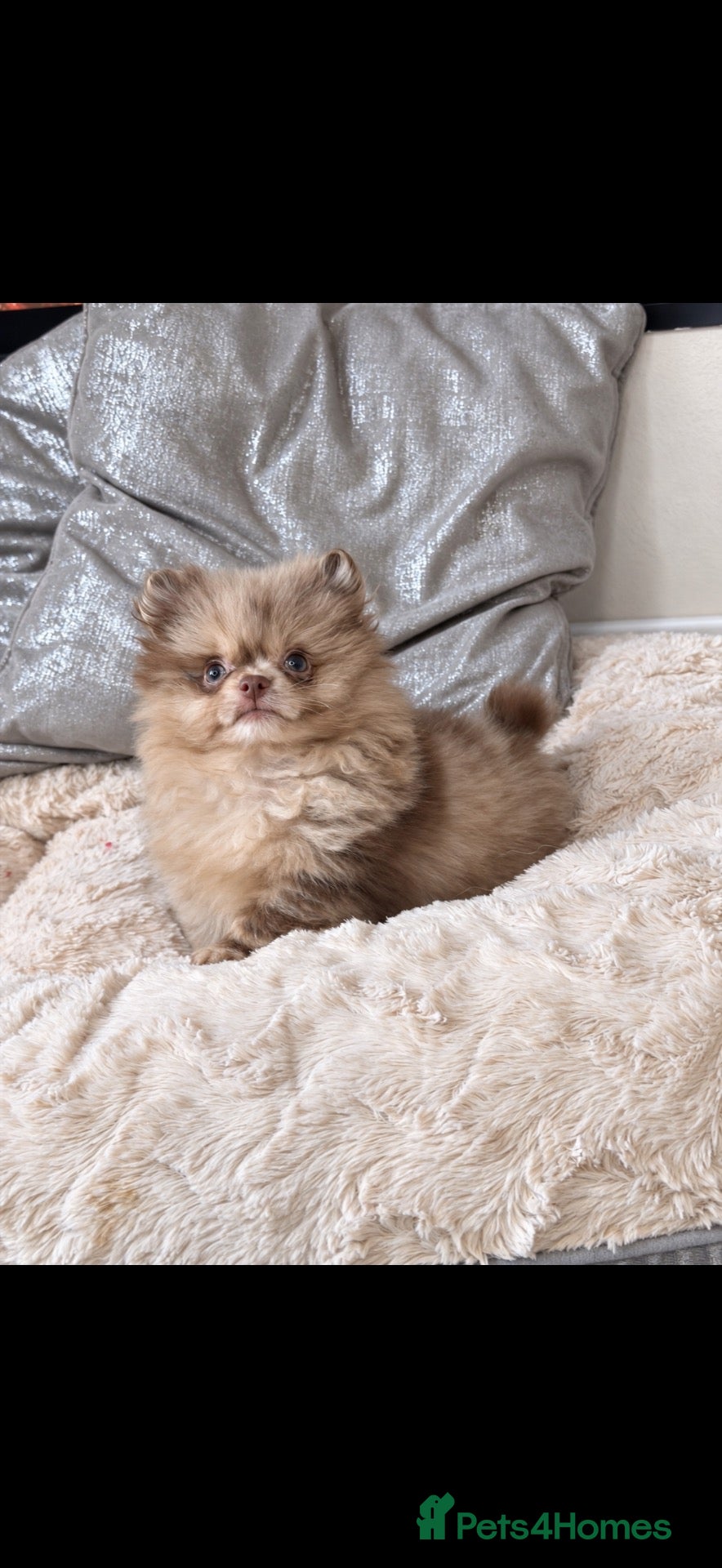 Pomeranian dogs READY 💖💙 Chocolate & Merle Babies - Advert 1