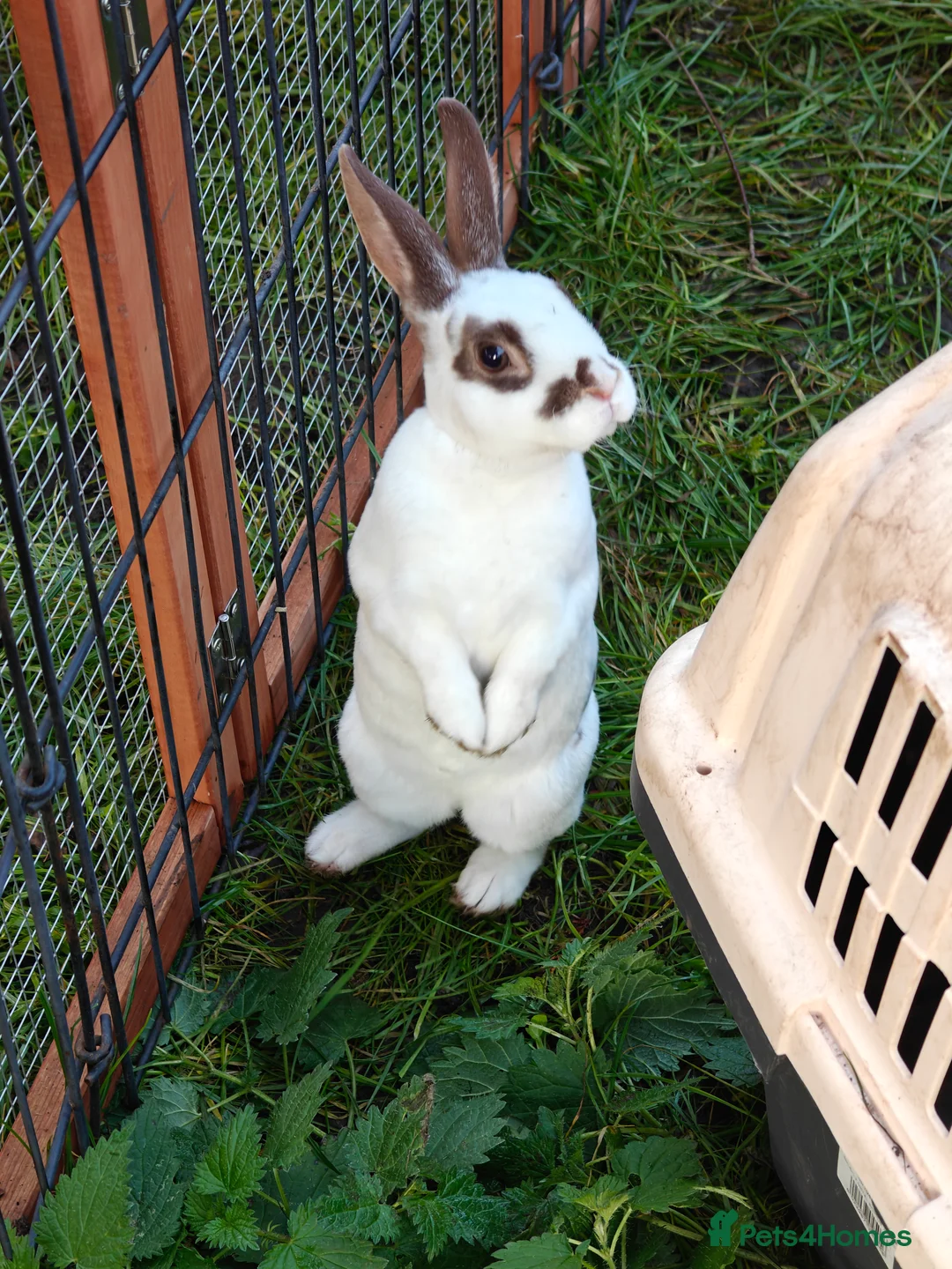 Rex rabbits for sale: Mini Rex Does - Advert 25