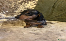 Miniature Dachshund dogs for sale: Miniature dachshund puppies - Image 4