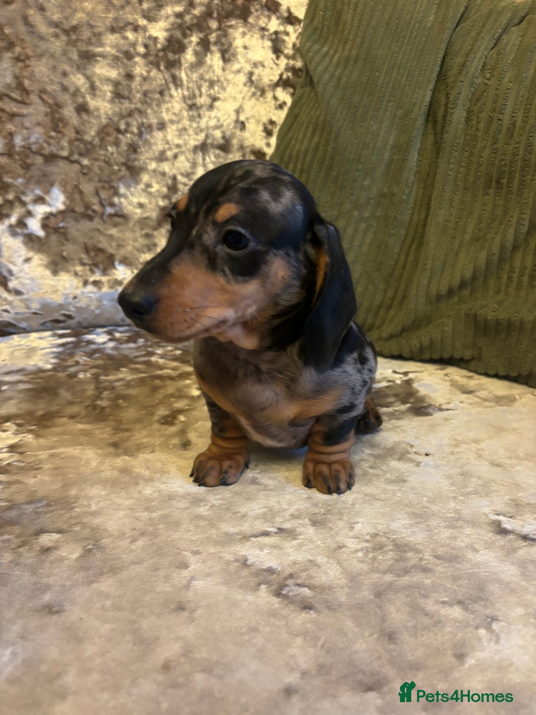 Miniature Dachshund dogs for sale: Miniature dachshund puppies - Image 4