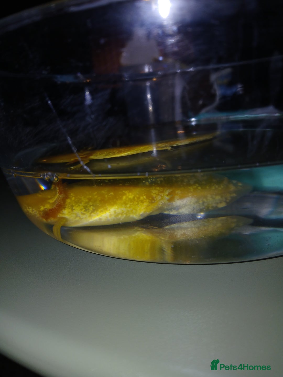 Other/Mixed Breed fish for sale: Axolotls babies gold and copper  - Advert 18
