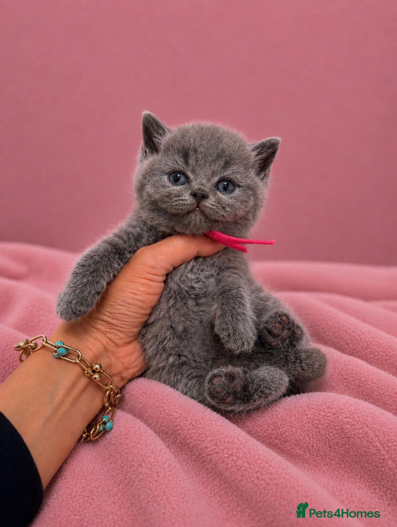British Shorthair cats Ready soon - Chunky Blue British Shorthair Kittens - Advert 2