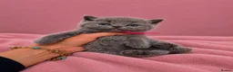 British Shorthair cats for sale: Ready soon - Chunky Blue British Shorthair Kittens - Advert 1