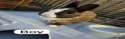 Lionhead rabbits for sale: A female lionhead and male netherland dwarf rabbit - Advert 4
