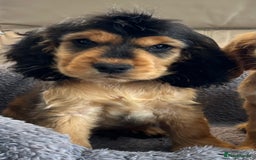 Cocker Spaniel dogs for sale: Reduced last 2 ‼️ £950 Kc reg show cocker puppies  - Image 17