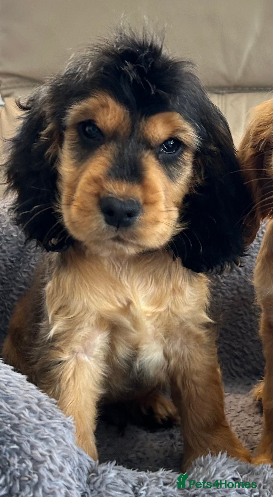 Cocker Spaniel dogs for sale: Reduced last 2 ‼️ £950 Kc reg show cocker puppies  - Image 17