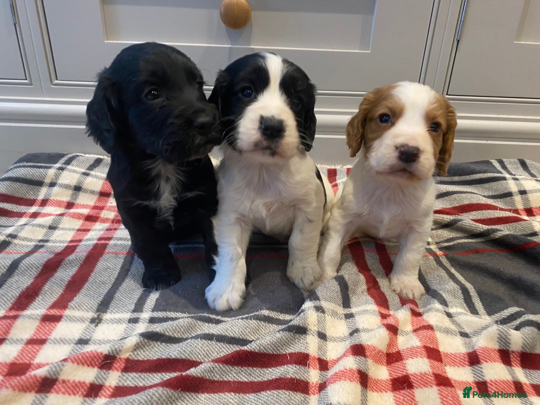 Cocker Spaniel dogs for sale: Cocker Spaniel puppies - Image 17