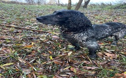 Cocker Spaniel dogs for sale: Four beautiful cocker spaniel girls - Advert 1