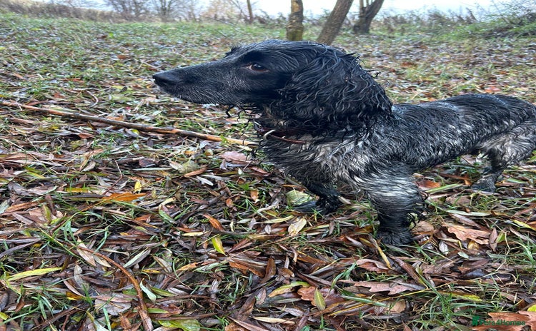 Cocker Spaniel dogs Four beautiful cocker spaniel girls - Advert 5