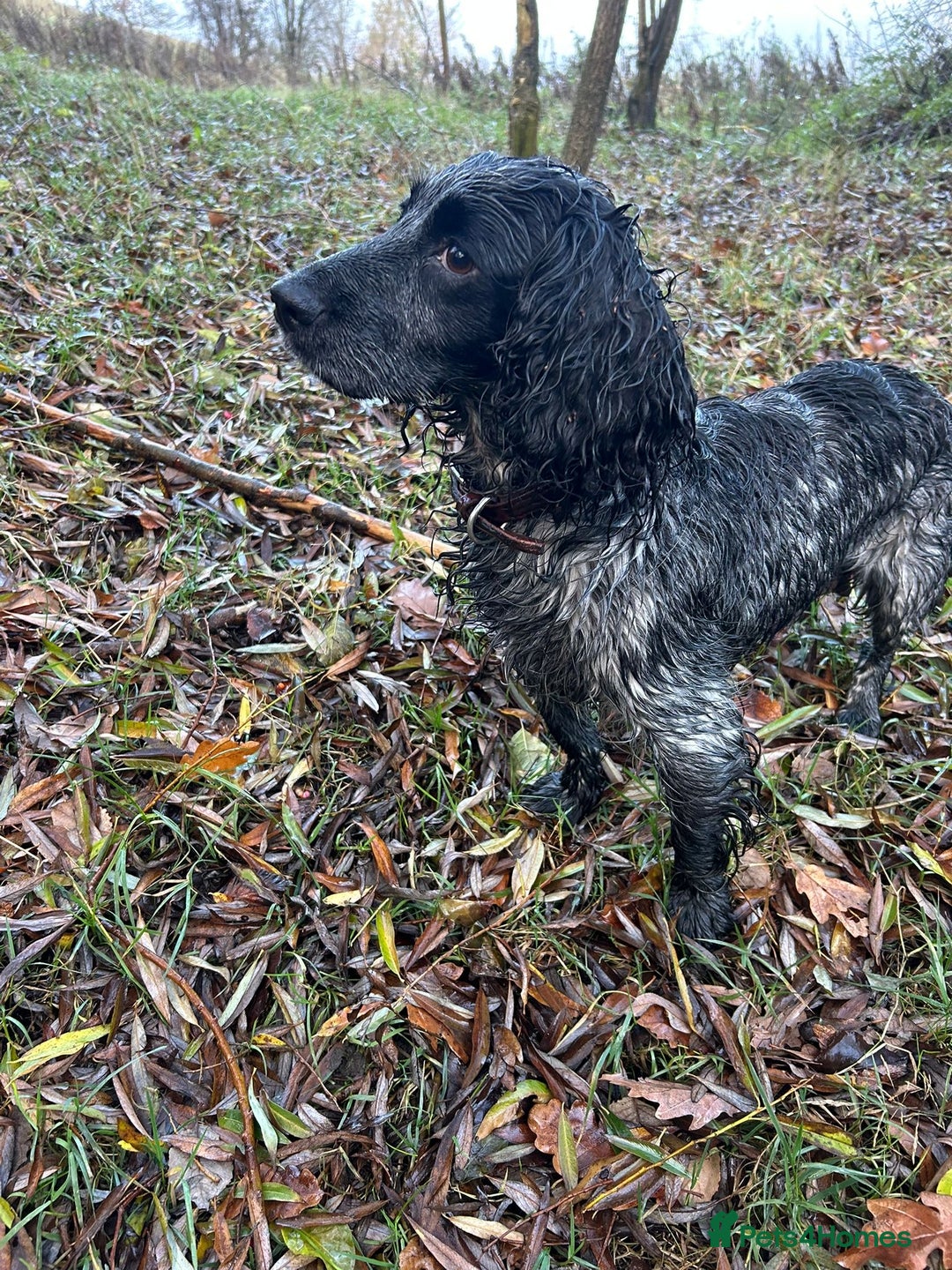 Cocker Spaniel dogs for sale: Four beautiful cocker spaniel girls - Advert 1