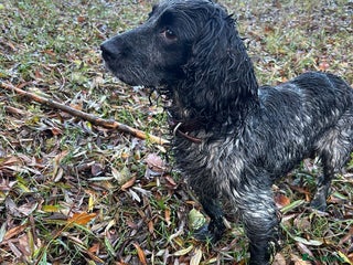 Cocker Spaniel dogs Four beautiful cocker spaniel girls - Advert 1