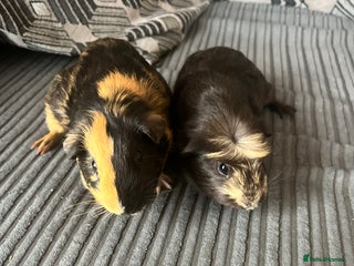 Guinea Pig rodents - Advert 18