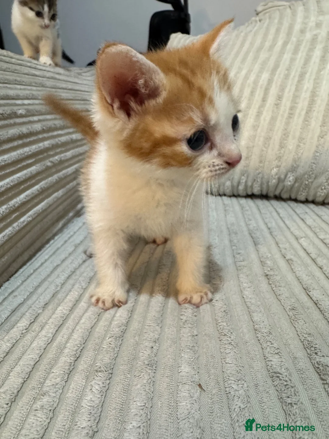 Mixed Breed cats for sale: Mixed breed kittens for sale in Brierley Hill - Advert 11