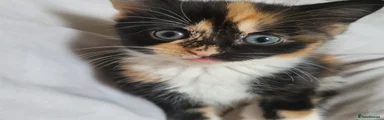 Mixed Breed Kitten 5