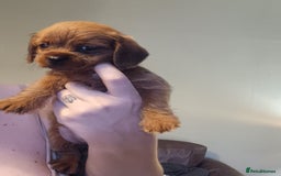 Mixed Breed dogs for sale: Beautiful schweenie babies - Image 8