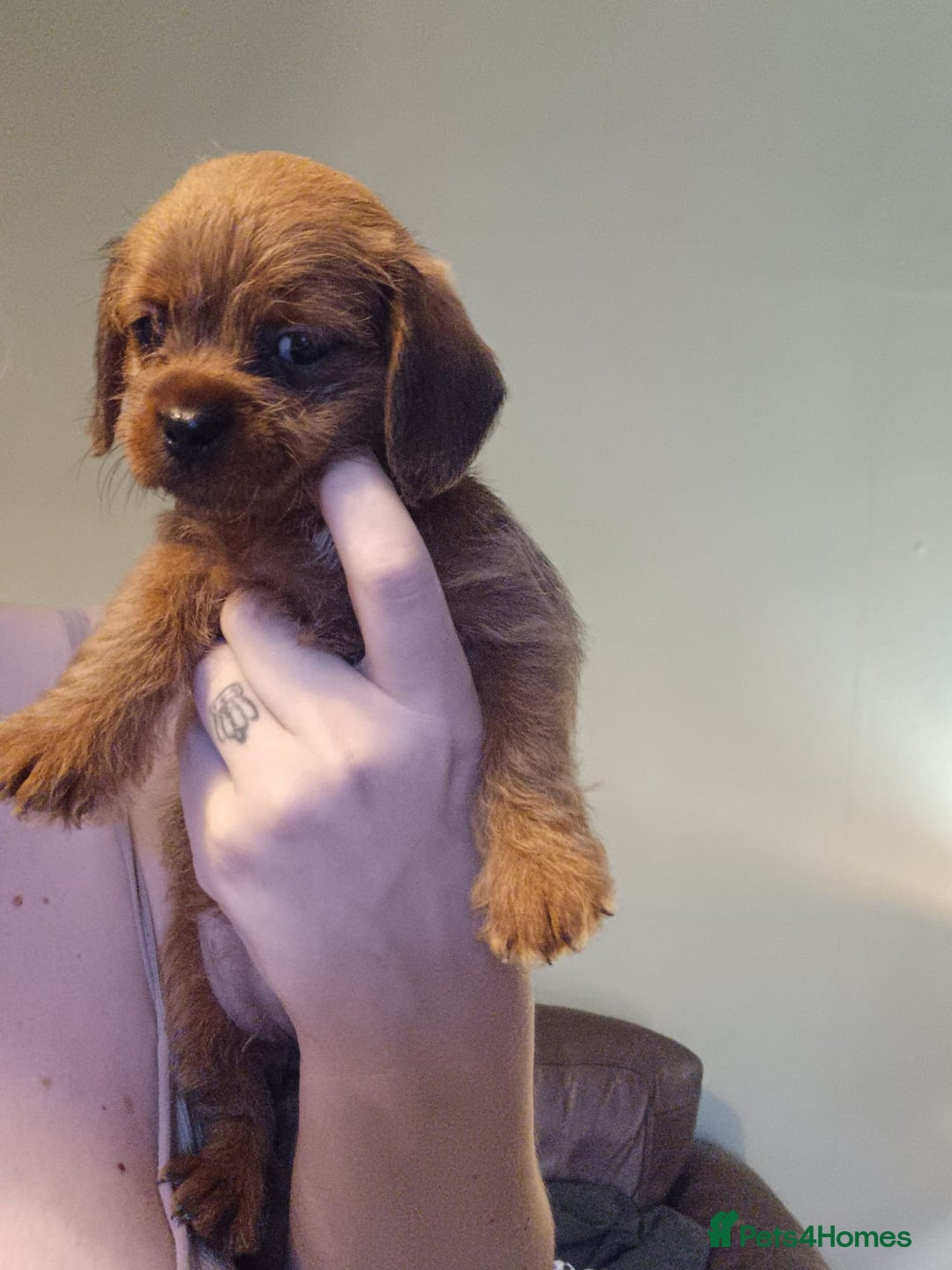 Mixed Breed dogs for sale: Beautiful schweenie babies - Image 8