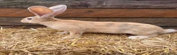 Continental Giant rabbits for sale: Continental giant babies available  - Advert 6