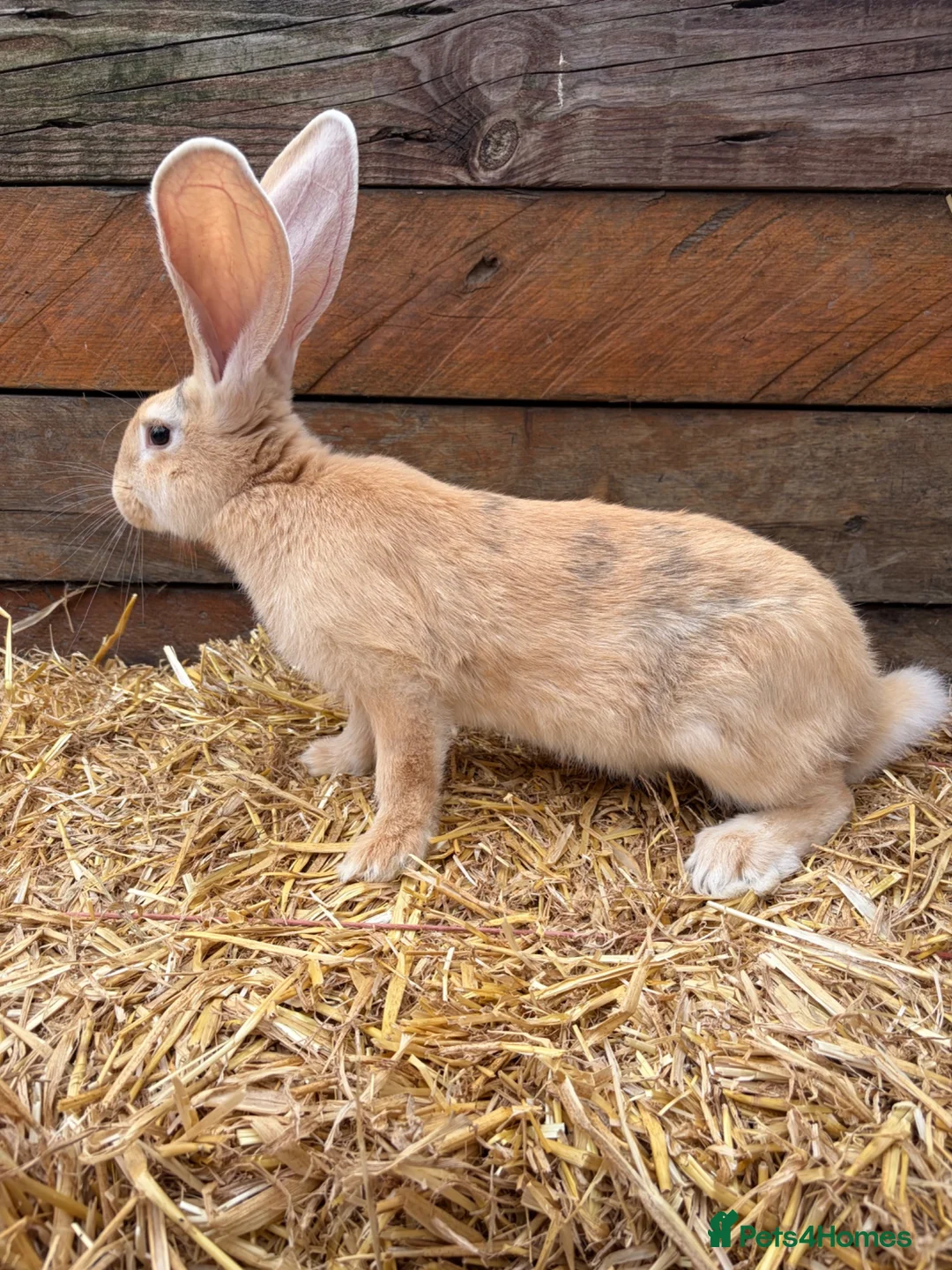 Continental Giant rabbits for sale: Continental giant babies available  - Advert 6