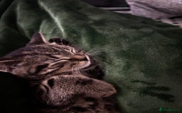 American Shorthair cats for sale: Tabby Kitten  - Image 11
