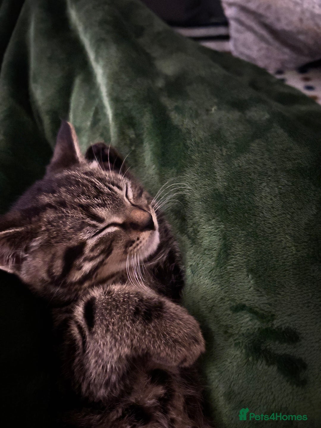 American Shorthair cats for sale: Tabby Kitten  - Image 11