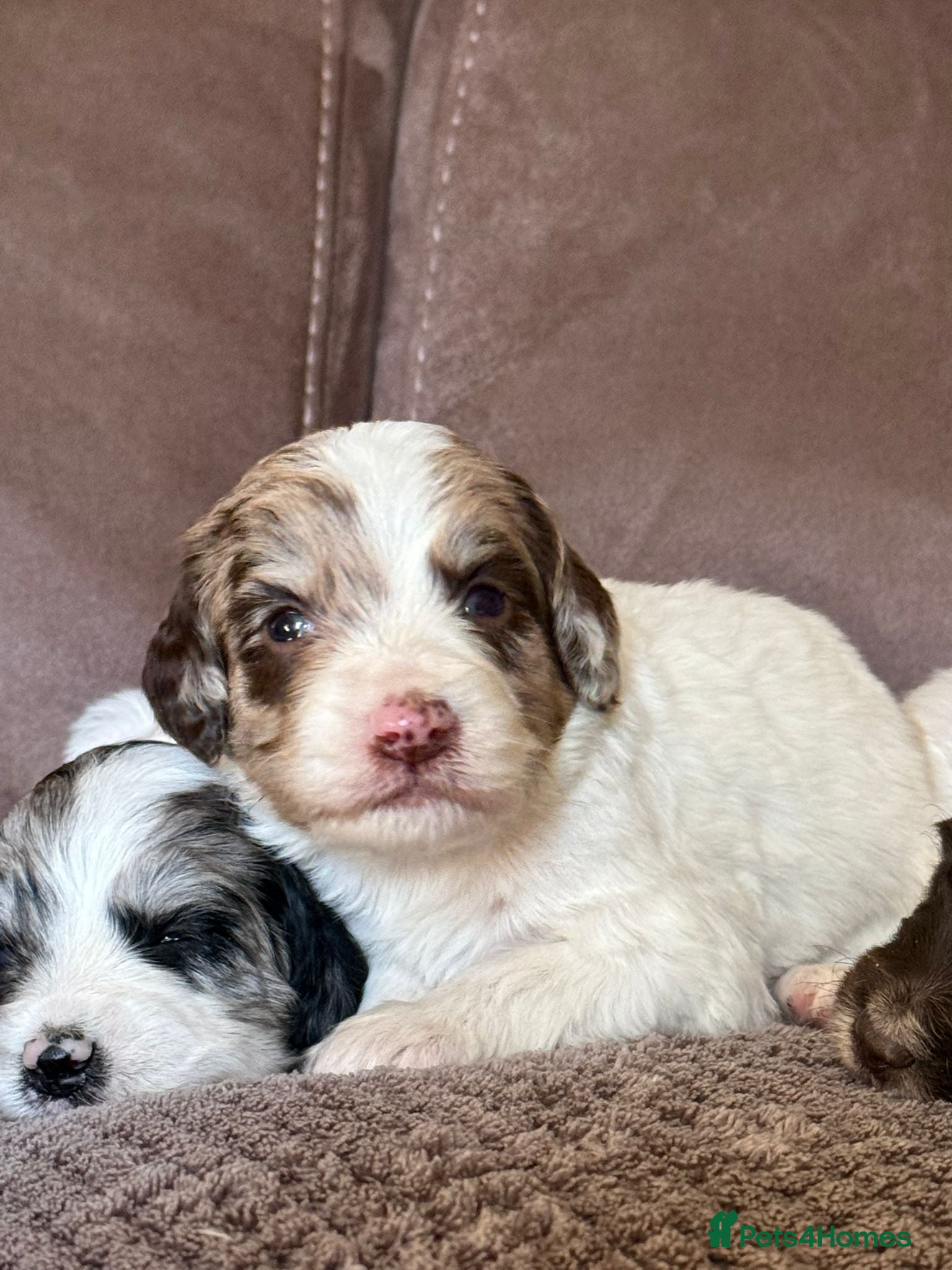 Sproodle dogs Merle F1 Sproodles 5⭐️Licenced Breeder full DNA - Advert 13