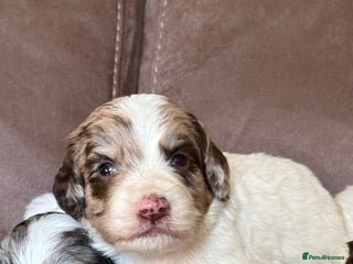 Sproodle dogs Merle F1 Sproodles 5⭐️Licenced Breeder full DNA - Advert 13