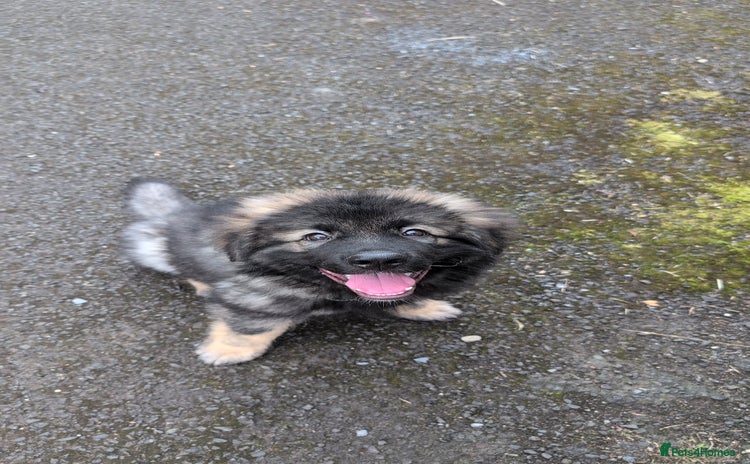 Caucasian Shepherd Dog dogs - Advert 1