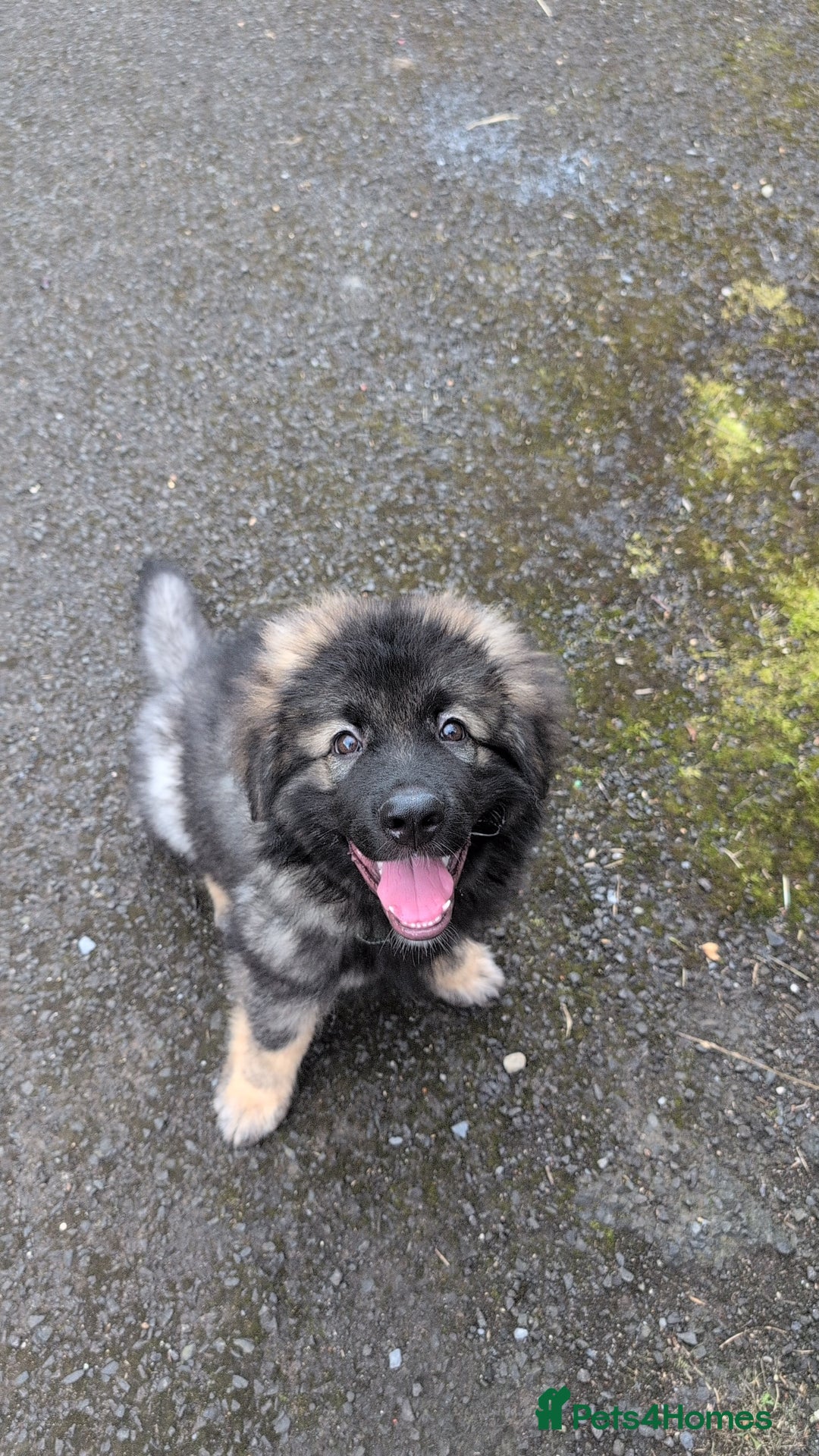 Caucasian Shepherd Dog dogs for sale: Caucasian shepherd  - Image 1