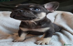 French Bulldog dogs for sale: frenchie pups merle ready now - Image 14